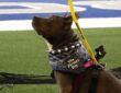 A brown and white dog named Chanel sits on the field in a bandana and an Adopt Me leash at Cowboys training camp.