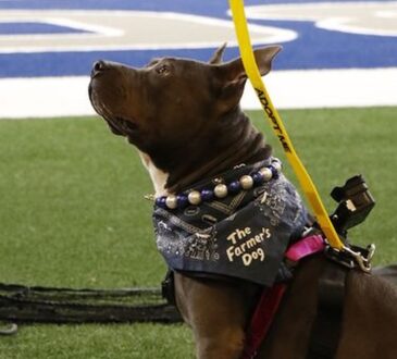 A brown and white dog named Chanel sits on the field in a bandana and an Adopt Me leash at Cowboys training camp.