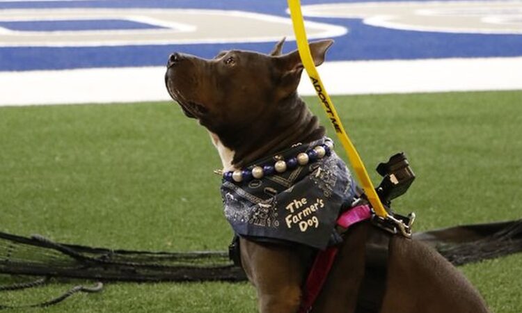 A brown and white dog named Chanel sits on the field in a bandana and an Adopt Me leash at Cowboys training camp.