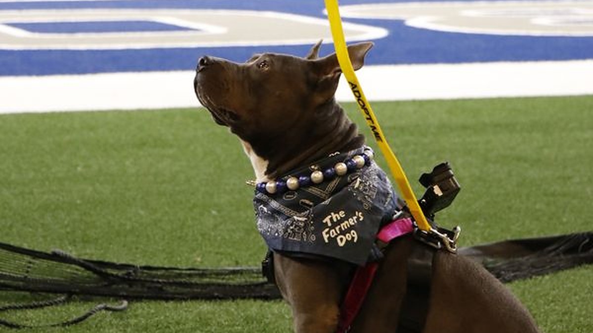 A brown and white dog named Chanel sits on the field in a bandana and an Adopt Me leash at Cowboys training camp.